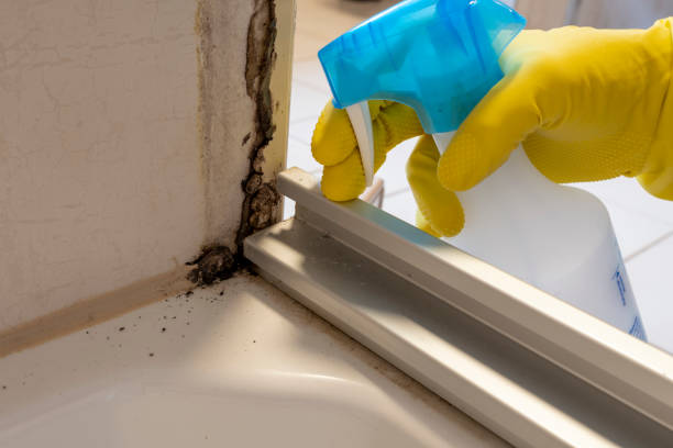 Best Toxic Mold Removal  in Wyndmoor, PA