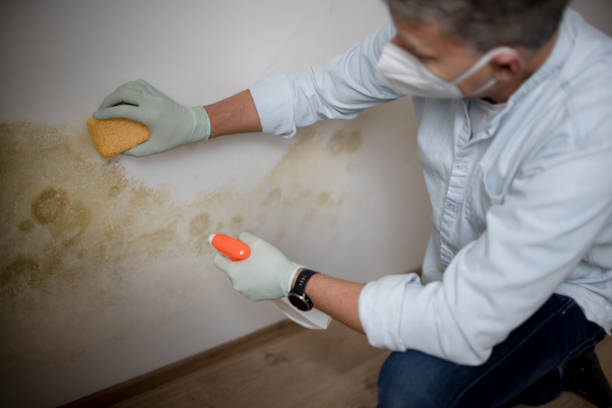 Best Local Mold Removal Service  in Wyndmoor, PA