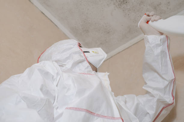 Mold Removal Process in Wyndmoor, PA