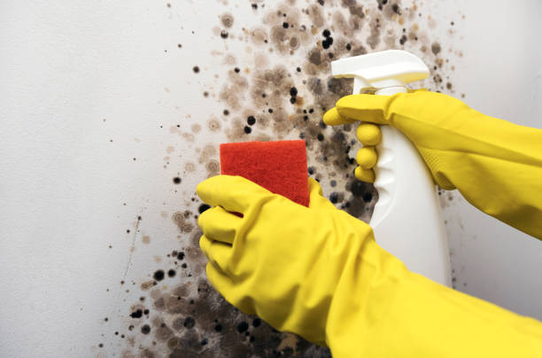 Best Black Mold Removal  in Wyndmoor, PA