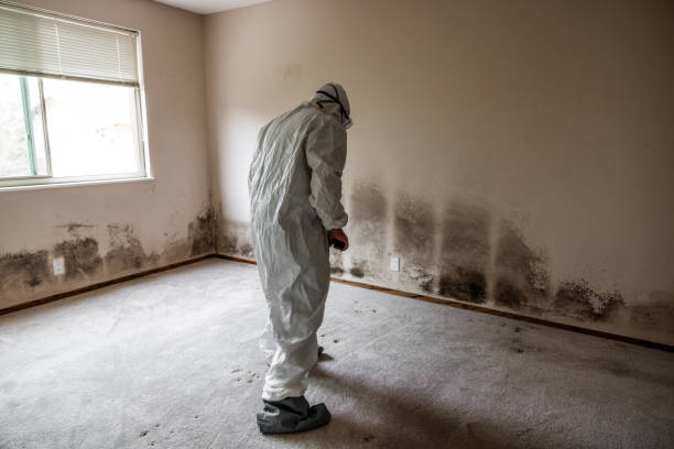 Home Mold Removal in Wyndmoor, PA