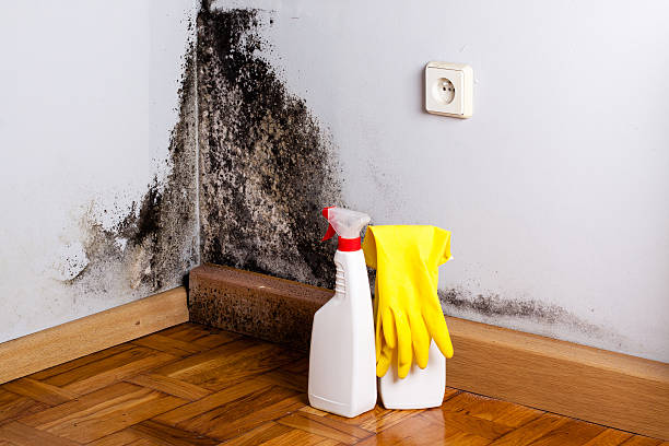 Best Crawl Space Mold Removal  in Wyndmoor, PA