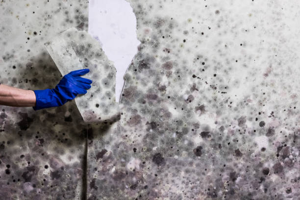Best Toxic Mold Removal  in Wyndmoor, PA