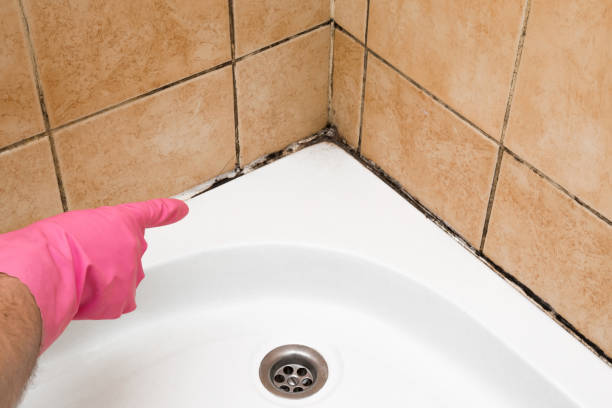 Best Crawl Space Mold Removal  in Wyndmoor, PA
