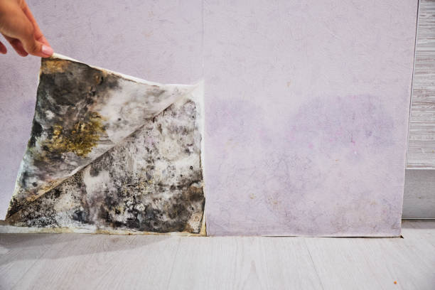 Best Affordable Mold Removal  in Wyndmoor, PA